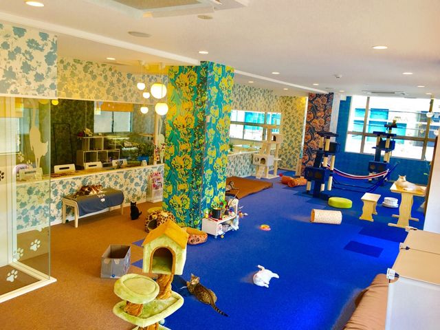 �X���R_�L���b�g�����h�@�L�J�t�F���A�i