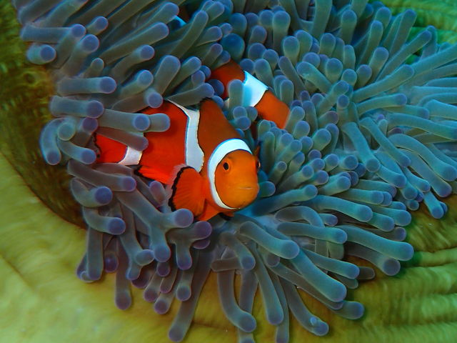 �u���[�t�H���X�g�{�Ó�