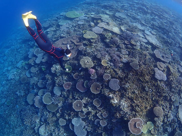 �u���[�t�H���X�g�{�Ó�