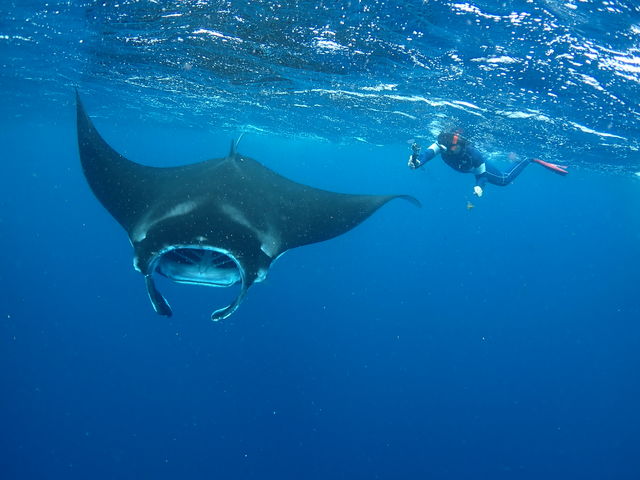 �~�G�̃V���m�[�P���ł̓}���^�����������B_�u���[�t�H���X�g�{�Ó�