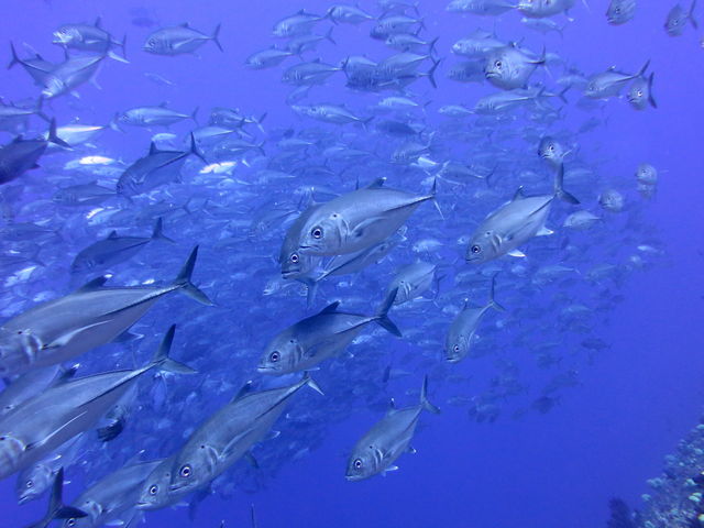 �_�C�r���O�ł͋��̌Q�ꂪ�����|�C���g���������߁B_�u���[�t�H���X�g�{�Ó�