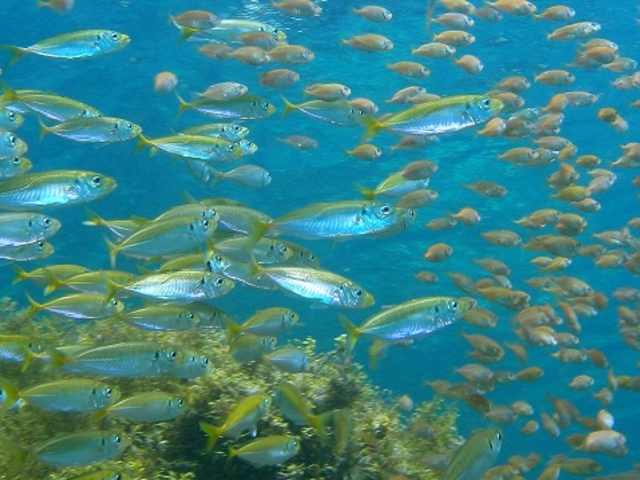 �u���[���[���h