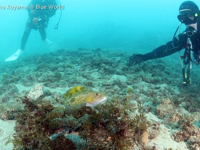 �u���[���[���h