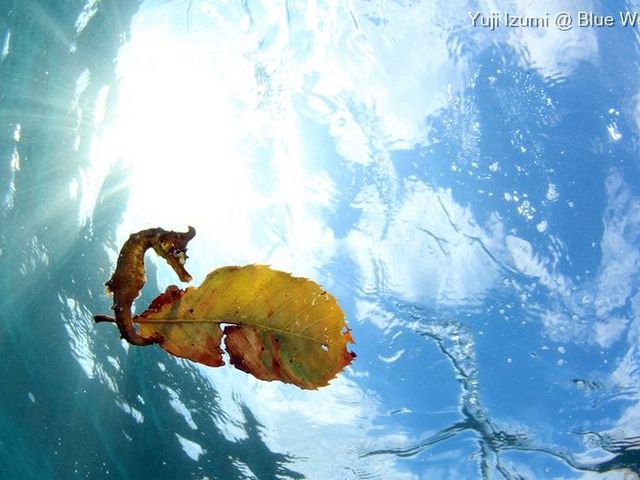 �u���[���[���h