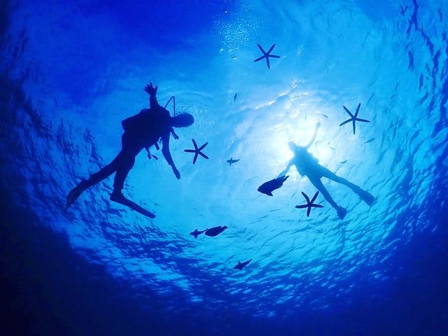 ����_�C�r���O�@����C�O�[�j�[�Y