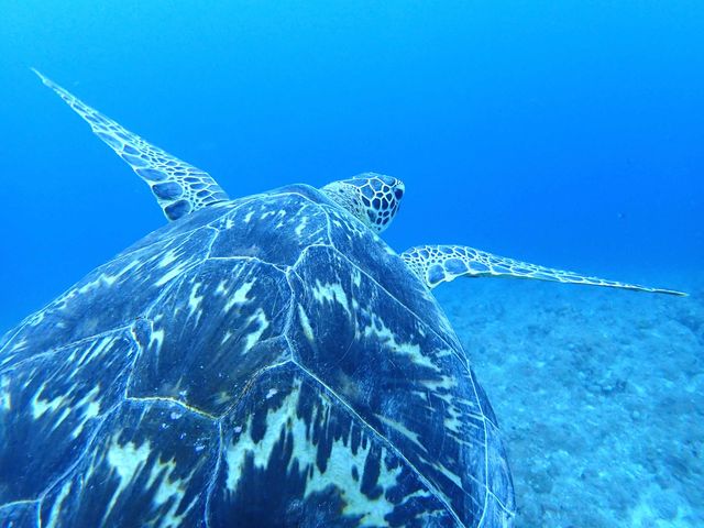 �������I�E�~�K���ɒ����Ă������I_�Ί_���_�C�r���O�V���b�v�@ABCdive