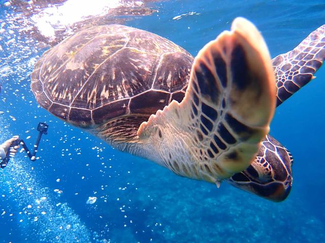 �E�~�K���ڋ߁I_�Ί_���_�C�r���O�V���b�v�@ABCdive