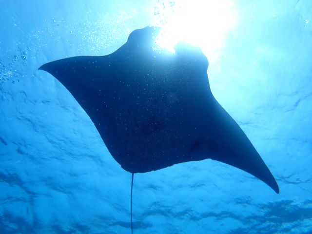 ����Ȃɋ߂��Ń}���^�ɉ��I_�Ί_���_�C�r���O�V���b�v�@ABCdive