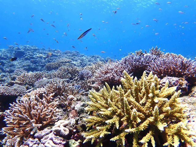 �����x���Q�̊C�ŃJ���t���X���_�Ί_���_�C�r���O�V���b�v�@ABCdive