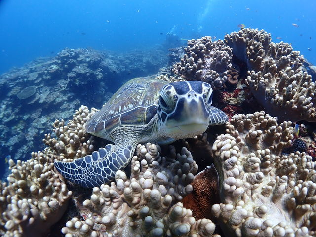 �J�����ڐ��̃J���̎ʐ^���B�낤�I_�Ί_���_�C�r���O�V���b�v�@ABCdive