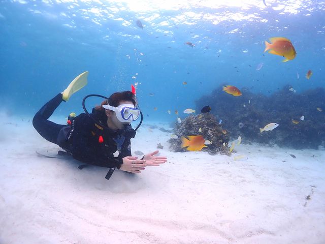 �^�����ȍ��ƐF�N�₩�Ȃ�������_�Ί_���_�C�r���O�V���b�v�@ABCdive