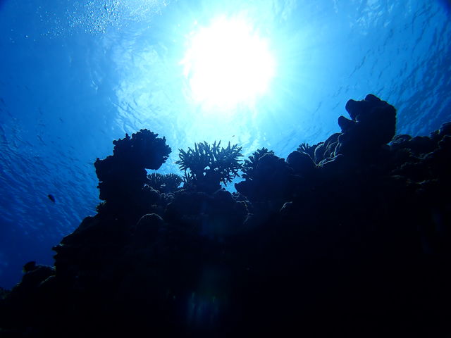 �_��I�Ȍi�F���y������_�Ί_���_�C�r���O�V���b�v�@ABCdive