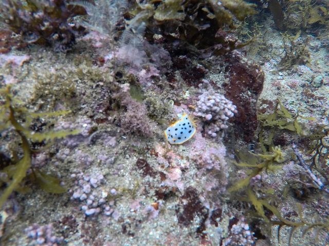 �R�A�C�݃W�I�p�[�N�_�C�r���O�X�N�[��