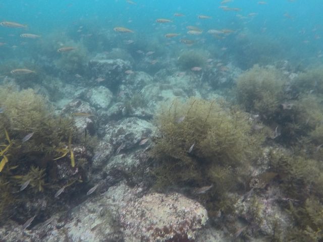 �R�A�C�݃W�I�p�[�N�_�C�r���O�X�N�[��