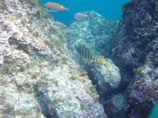 �R�A�C�݃W�I�p�[�N�_�C�r���O�X�N�[��