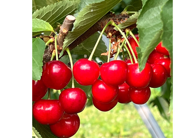 n糊όN@sweet cherry watanabe̎ʐ^1