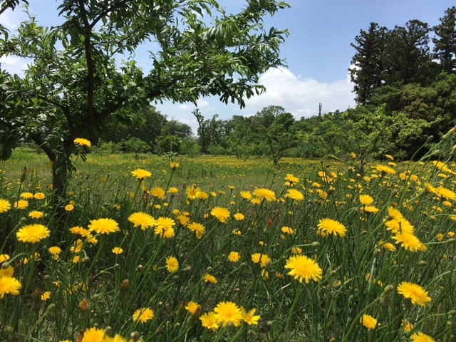 ���ʂ���ӂ��[��