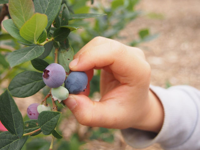 ���ʂ���ӂ��[��