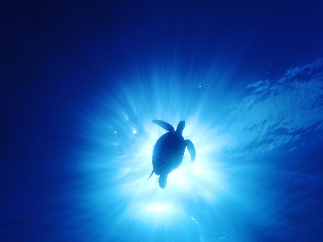 �C�T����_�C�l�Ί_���i�}��������j