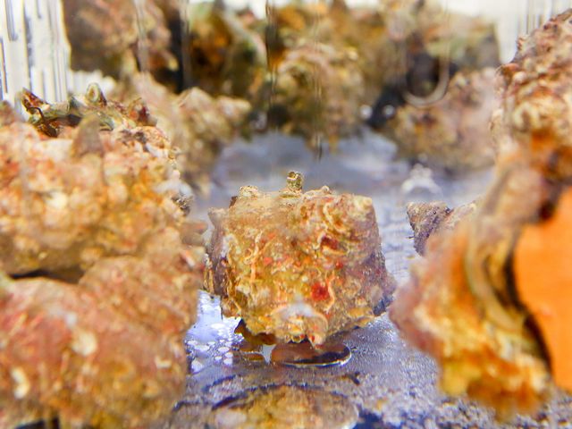 �O���̊C�����񒼑��̕P�T�U�G�B鸂�킩�߂ȂǗl�X�ȊC�Y�����d����Ă��܂��B_�݂��ɉB�����i�������ȏW�Ϗ����ƂƁj