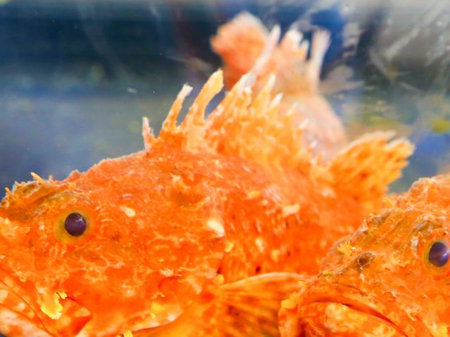 �O���C�Ő��g�����ꂽ�J�T�S�B�N�x���Q�ł��I�߂����Ɍ���Ȃ����A�ȋ��������B_�݂��ɉB�����i�������ȏW�Ϗ����ƂƁj