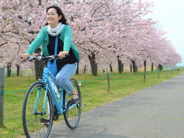 春の千曲川堤防道路。桜並木が約4キロ続きます。_スポーツ自転車レンタル　まある
