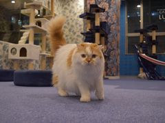 キャットランド　猫カフェルアナの写真1