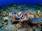 �_�C�r���O�`�[���@�N�[���̎ʐ^4