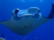 SEA-TRIP D.S@VX̎ʐ^4