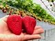 strawberry farm BUNKAEN̎ʐ^4