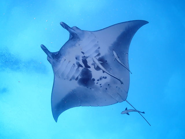 �}���^�̗D��ȉj���p_DIVING SHOP RYAAAN