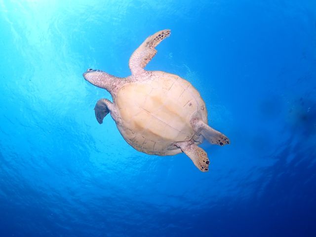 �A�I�E�~�K���̔�ї��u�ԁI_DIVING SHOP RYAAAN