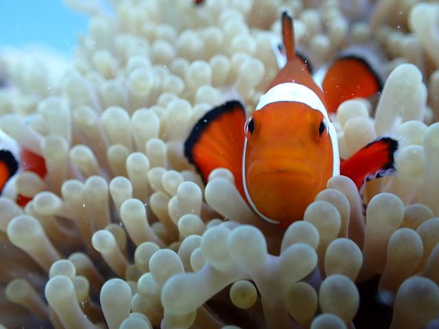 �݂�ȑ�D���J�N���N�}�m�~�I_DIVING SHOP RYAAAN