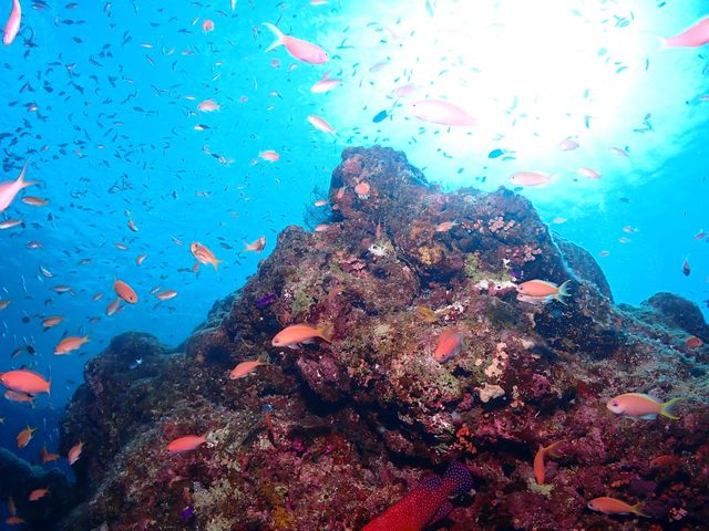 �Ί_���̊C���҂��Ă��܂��I_DIVING SHOP RYAAAN