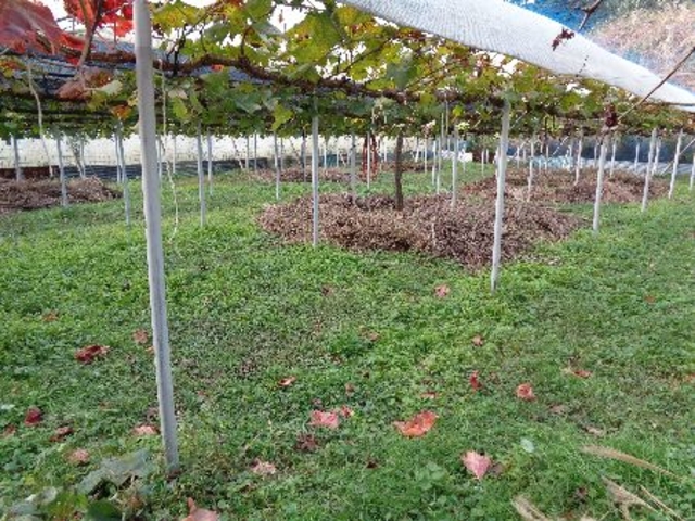 ���n��ɑ͔�����܂��B���Ƀe���g���O���܂��B_���낹�_��