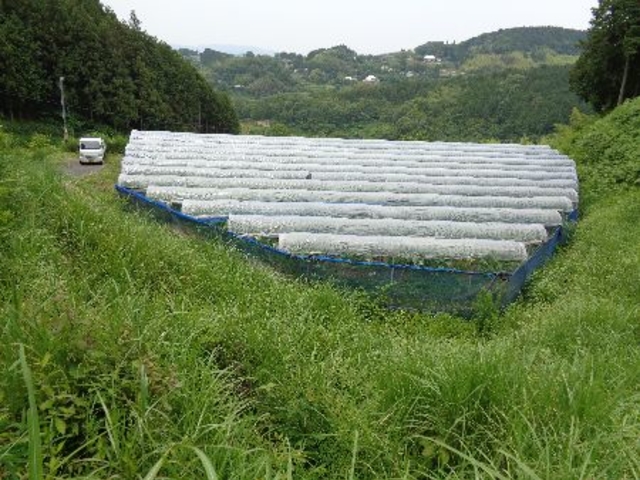 �r�I���̔��ł�_���낹�_��