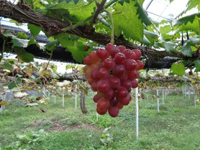 �F�Ɩ��̕t�����}�X�J�b�g�r�I���ł�_���낹�_��