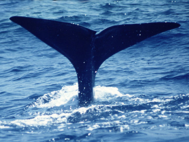 �}�b�R�E�N�W���ɏo��邩���I�H_�C��