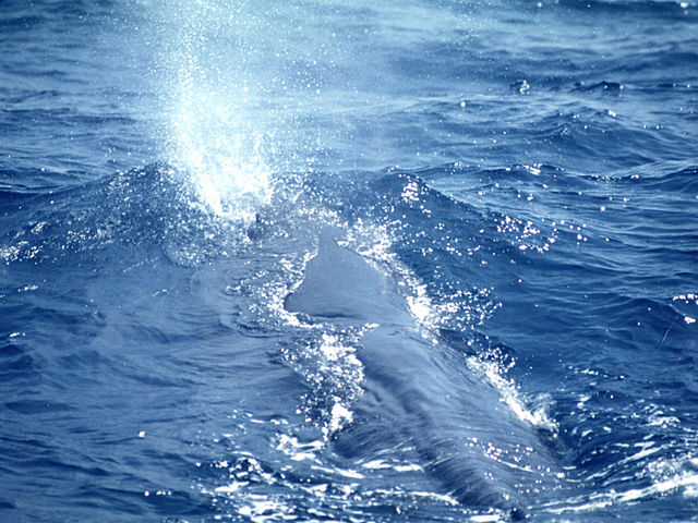 �}�b�R�E�N�W���ɏo��邩���I�H_�C��