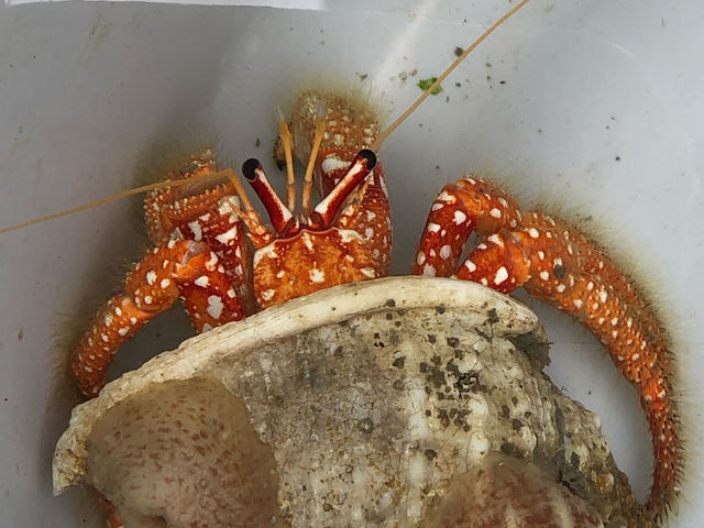 �[�C���Ƒ̌��̎悳�ꂽ���X�����h�J��_�C��