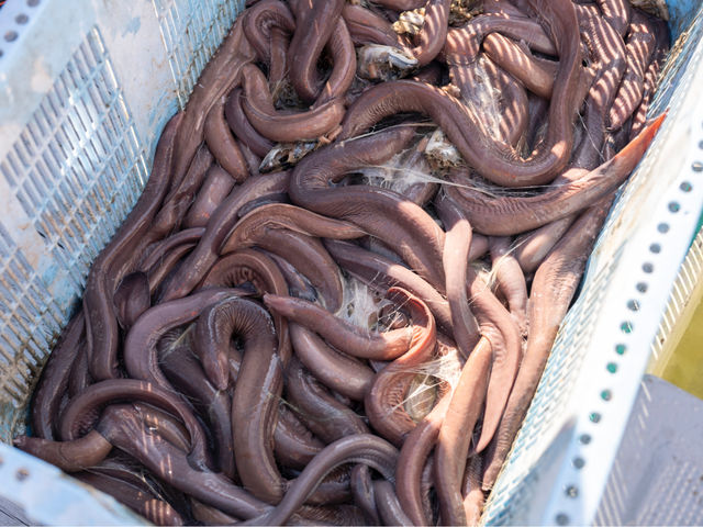 �[�C�������Ƒ̌��I�I���g�������k�^�E�i�M_�C��