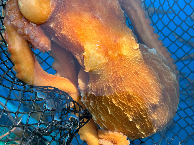 �[�C�������Ƒ̌��I�I�܂����O�������^�R�̒��ԁA�������[�C�����ɏo���`�����X�ł��B_�C��