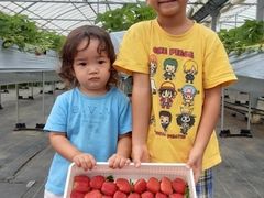 なかま苺農園の写真1