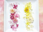 HappiNest~n[oEiÓ슝j̎ʐ^4