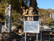 �{�����̑�N�X�m�L�̎ʐ^1