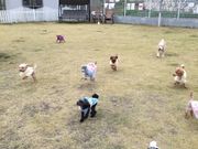 Cafe&Dog run LOVEWAN̎ʐ^2