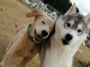 Cafe&Dog run LOVEWAN̎ʐ^3