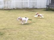 Cafe&Dog run LOVEWAN̎ʐ^4