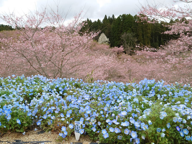 �l���t�B���ƍ�_�������� ��������̗�