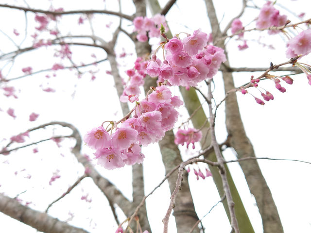 ���d�g�}��_�������� ��������̗�